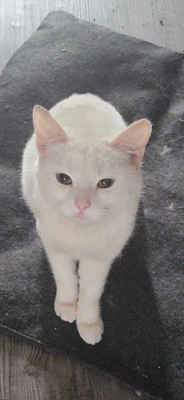 Izzy