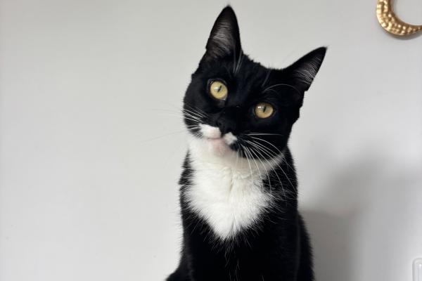 Ceesje