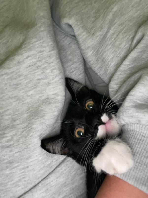 Ceesje