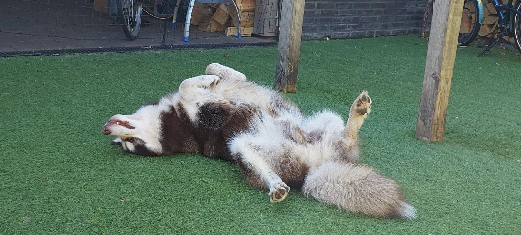 Finn