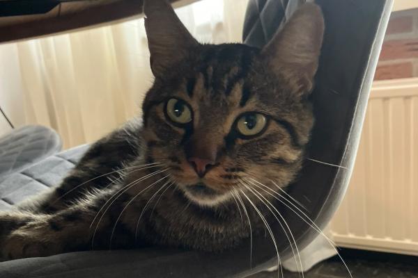 Tijger