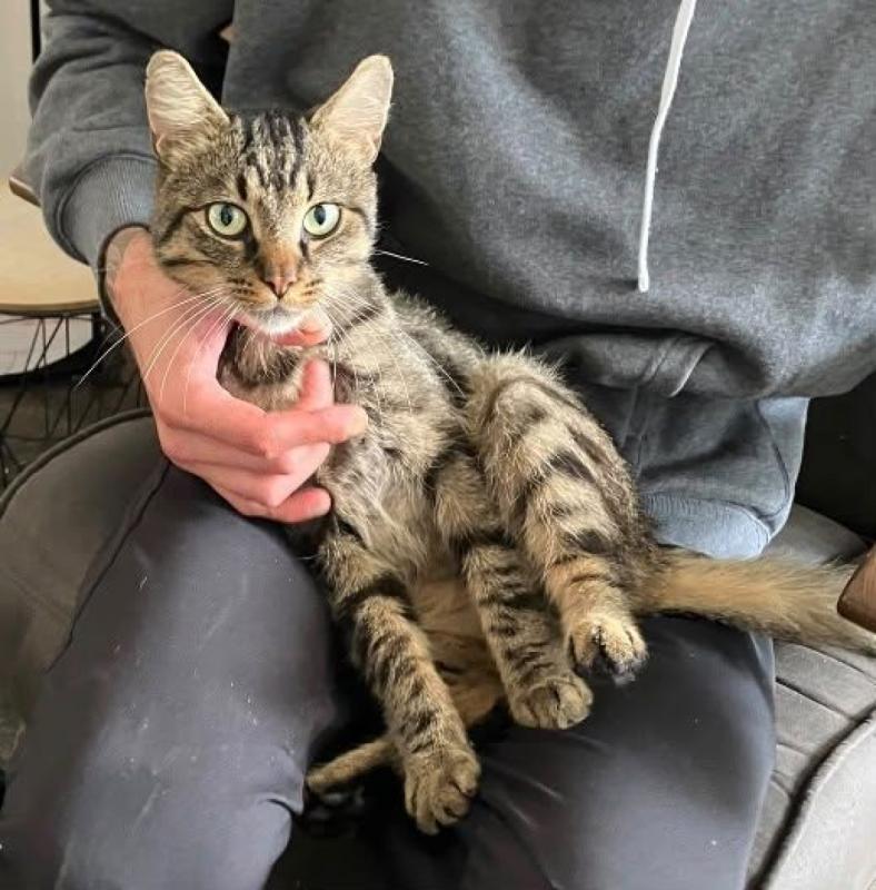 Tijger