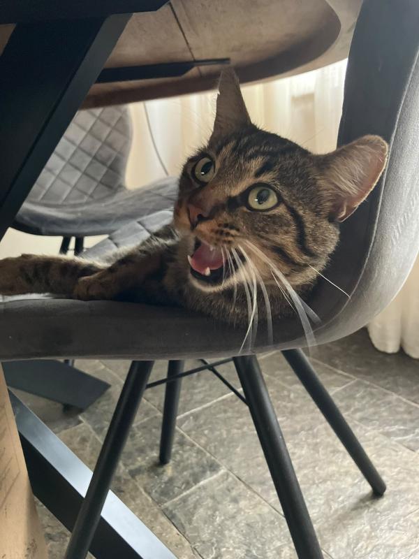 Tijger