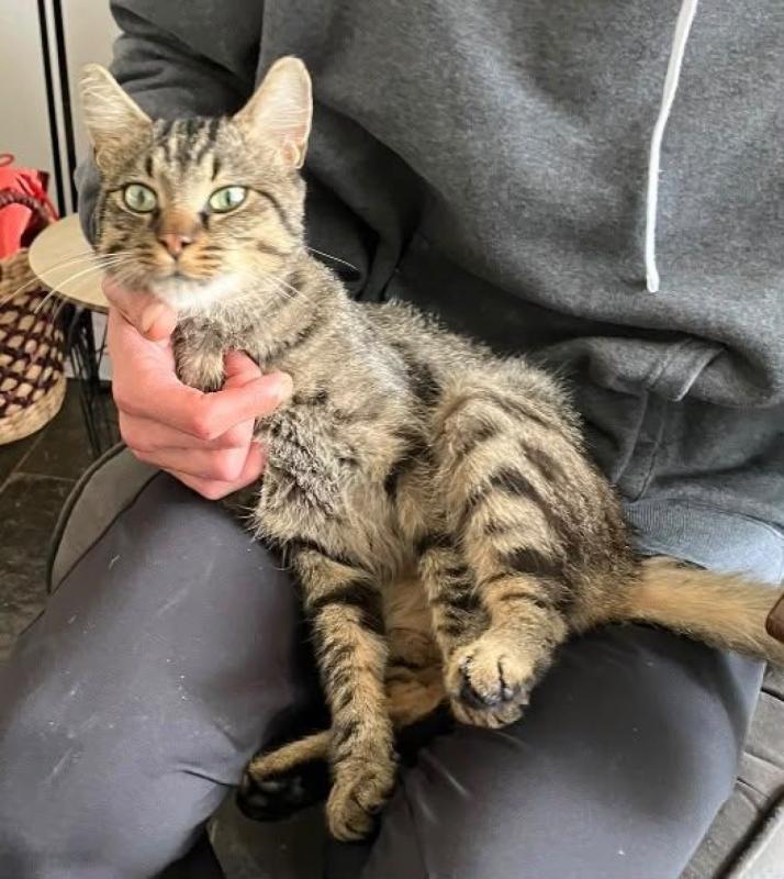Tijger