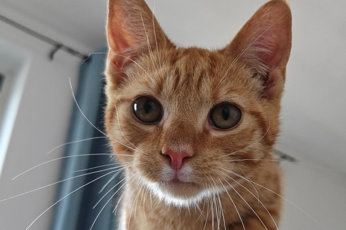 Mango