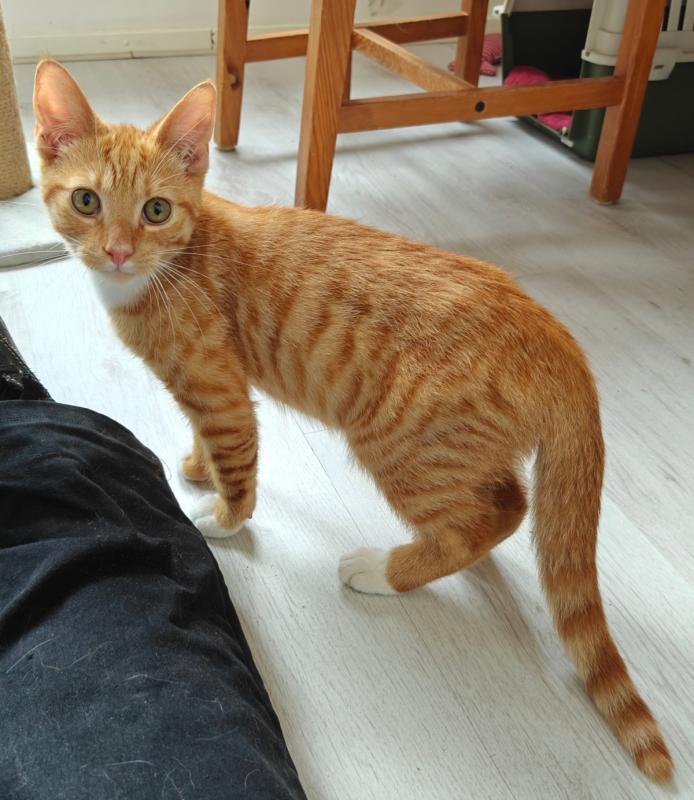 Mango