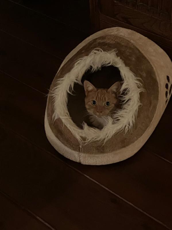 Maya