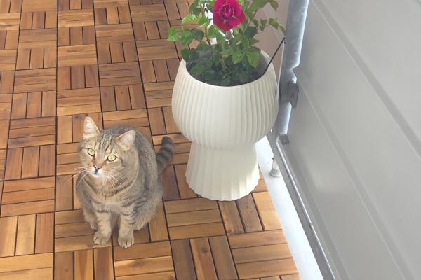 Figaro