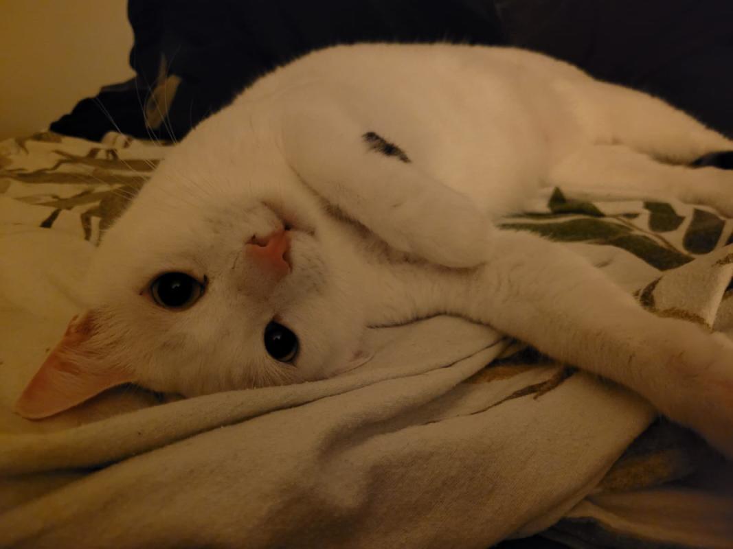 Miltos