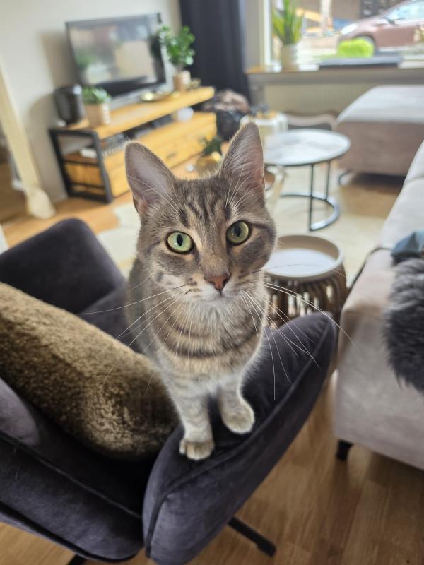 Phoebe