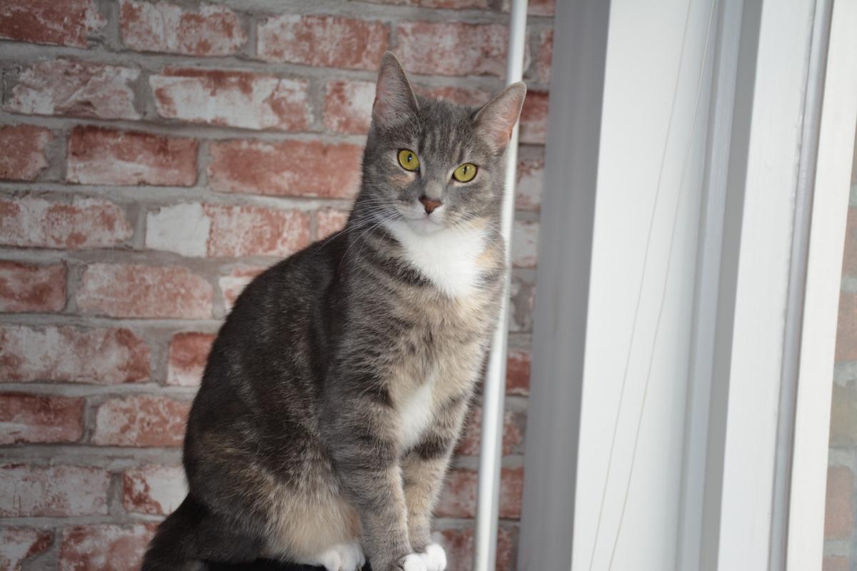 Kat