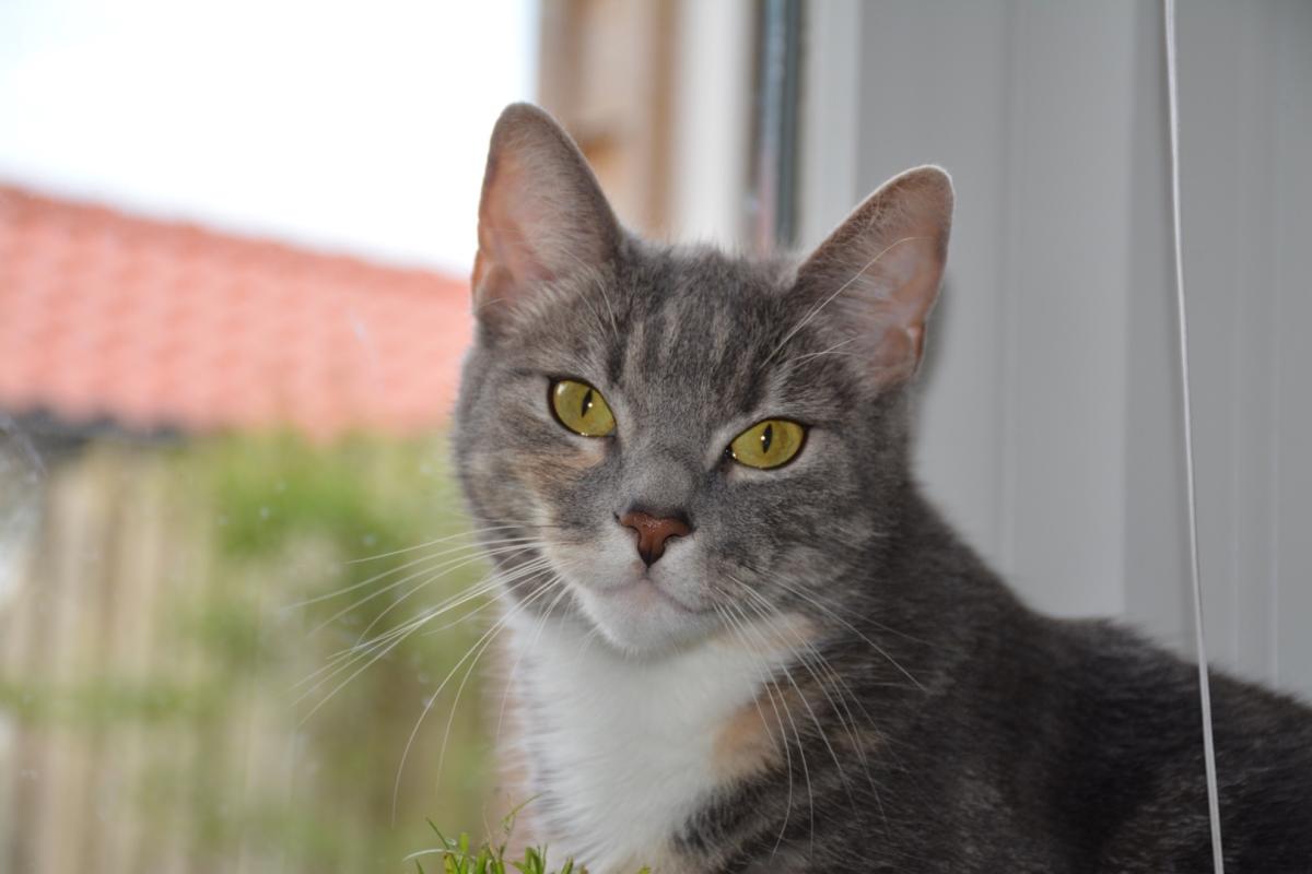 Kat