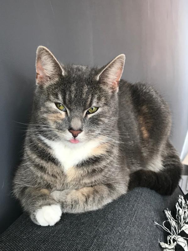 Kat