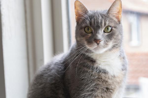 Kat