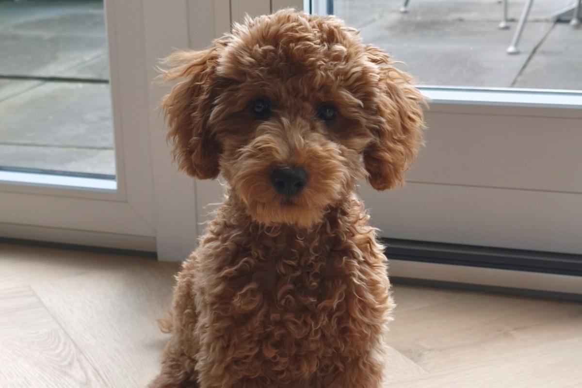 Bodi