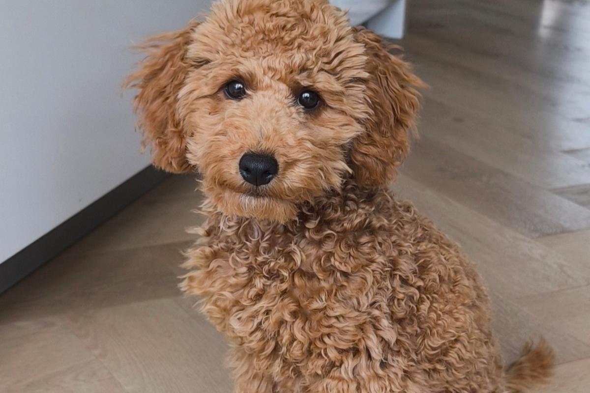 Bodi