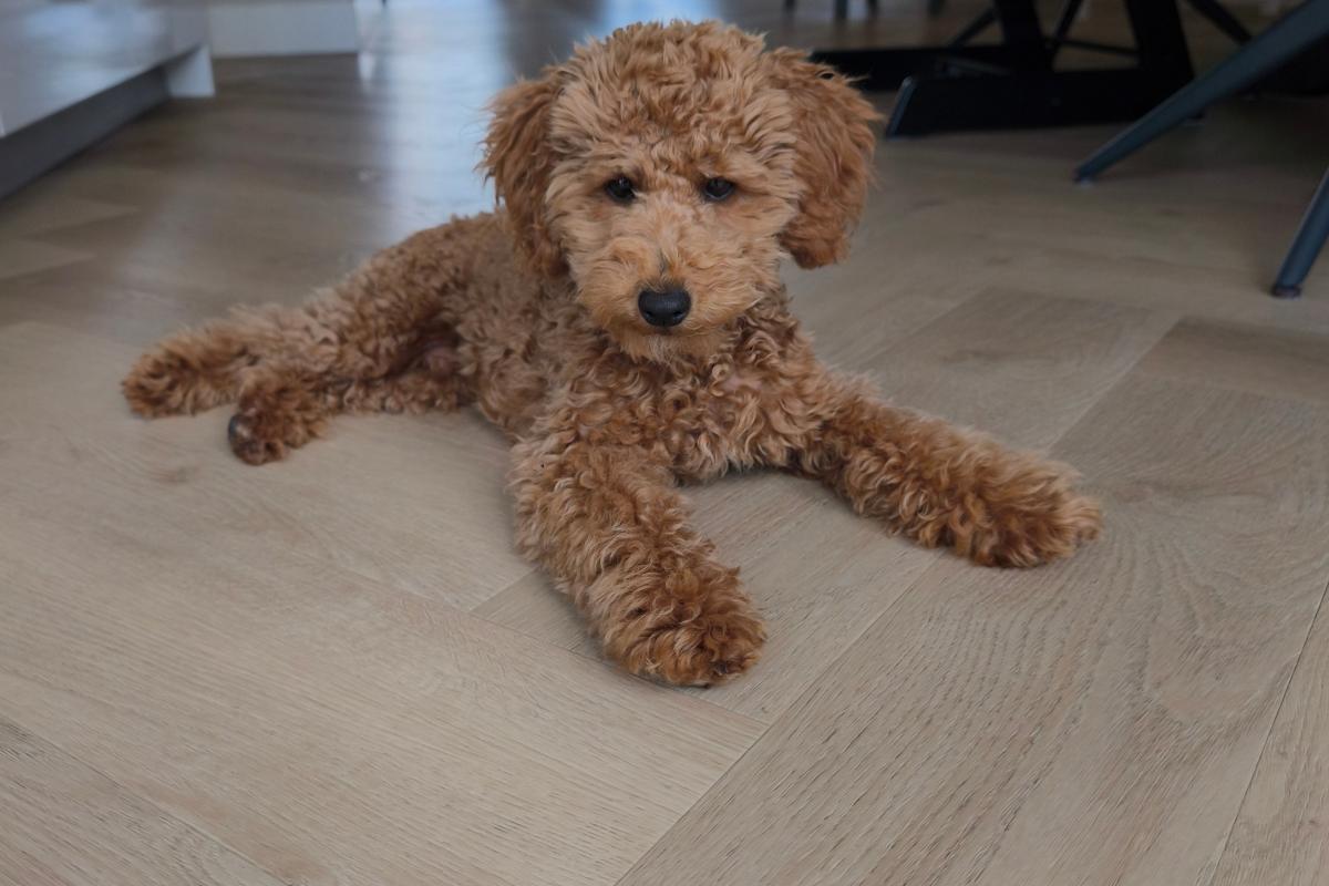 Bodi