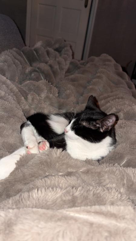 Pip