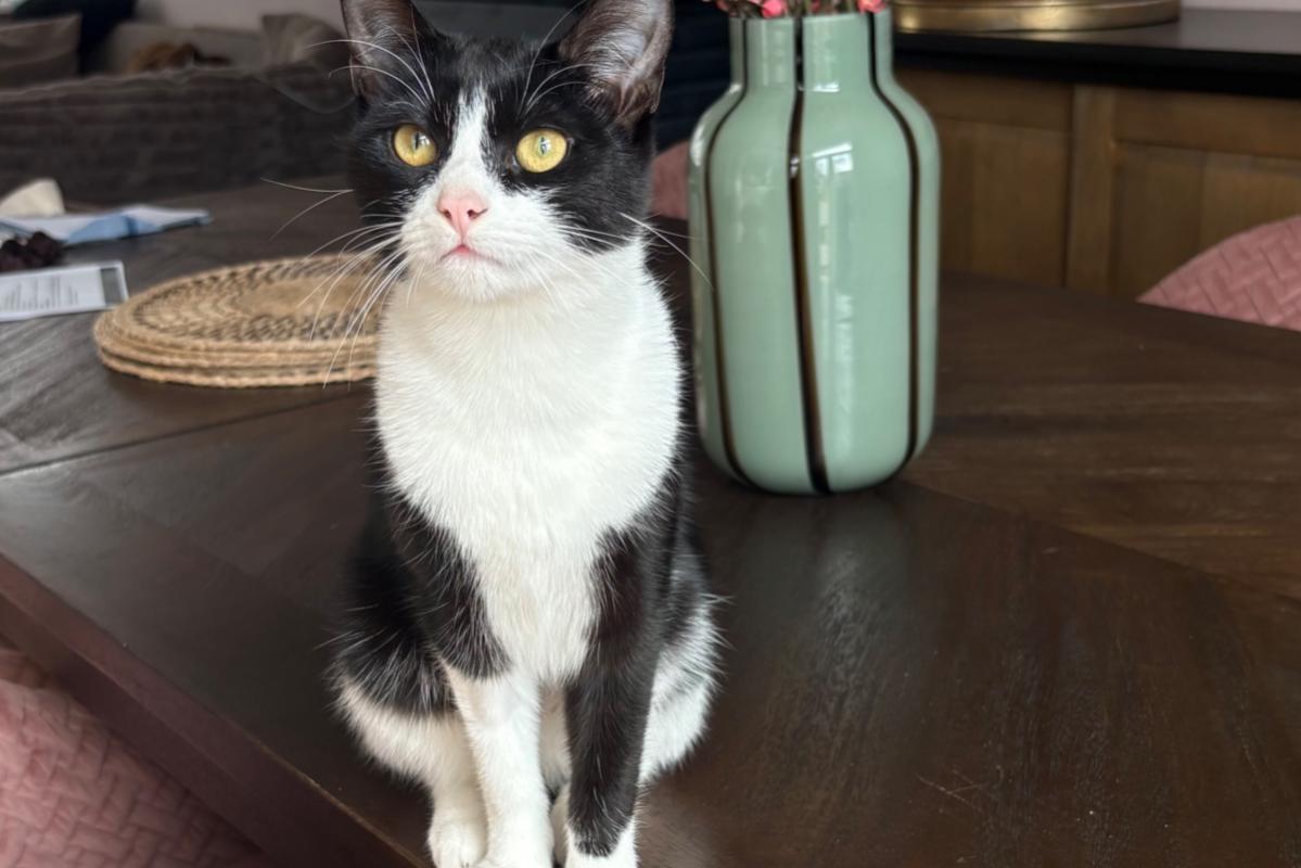 Pip