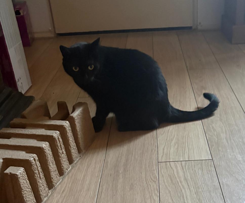 Coco