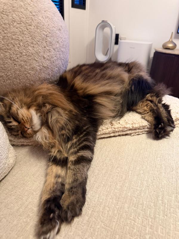 Nala
