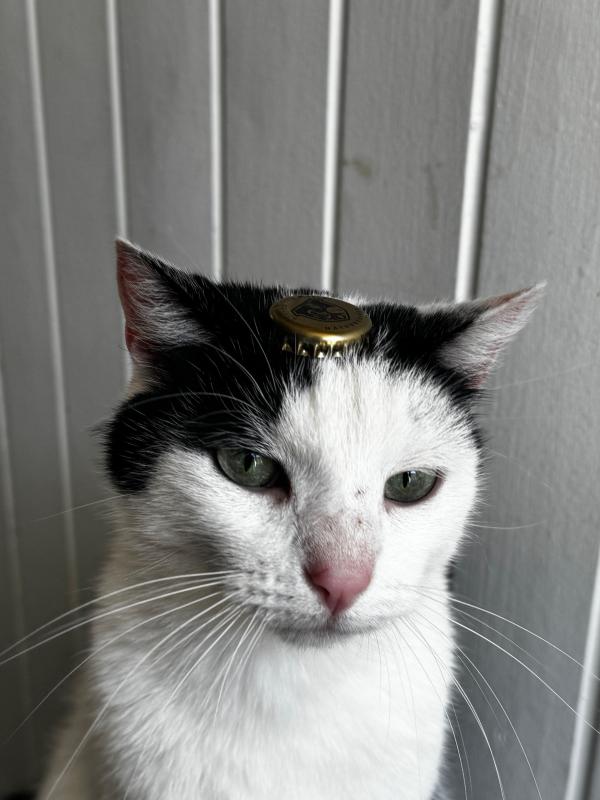 Lampje