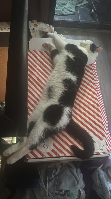 Lampje
