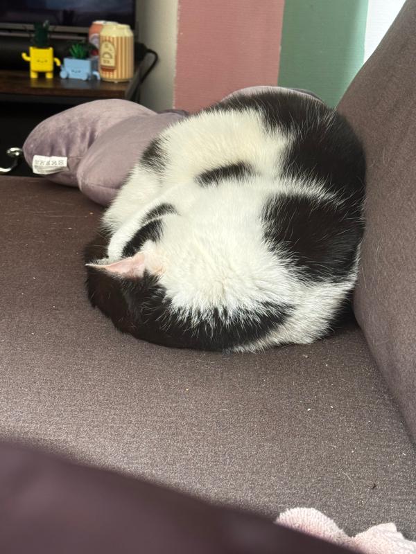Lampje