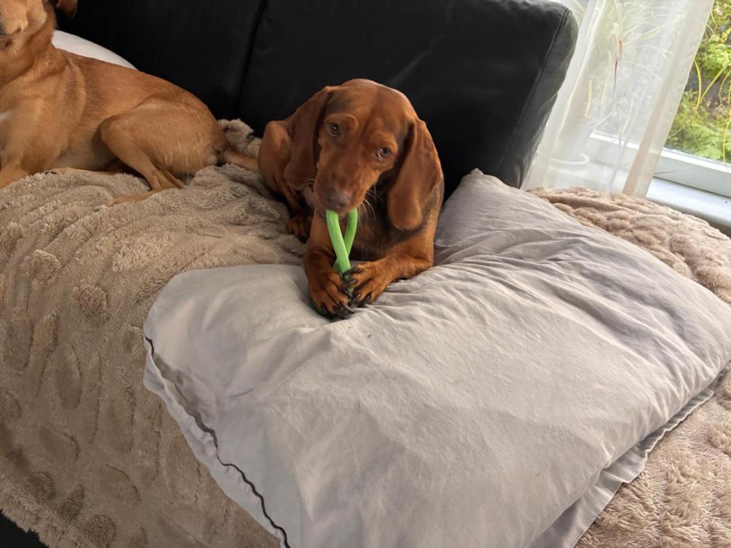 Stella