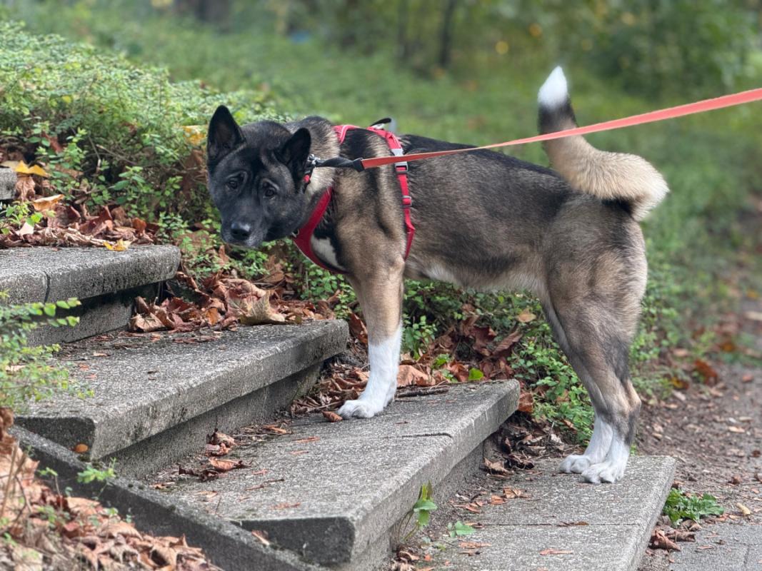Aiko