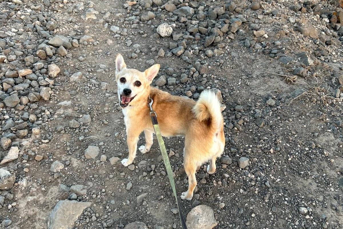 Cuqui