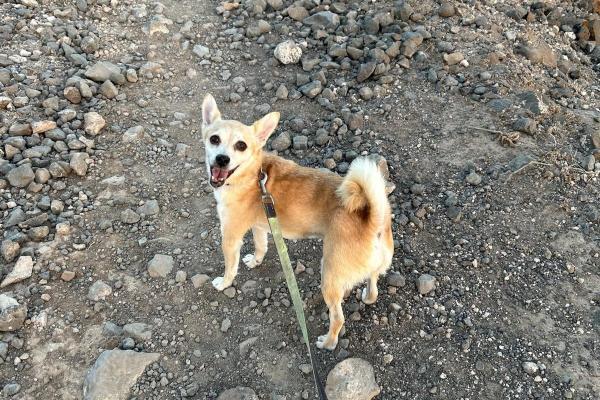 Cuqui