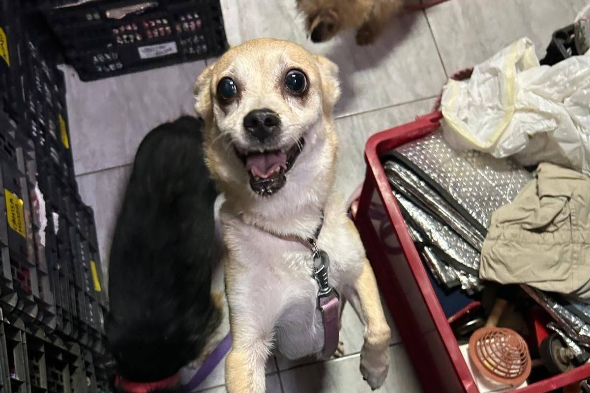 Cuqui