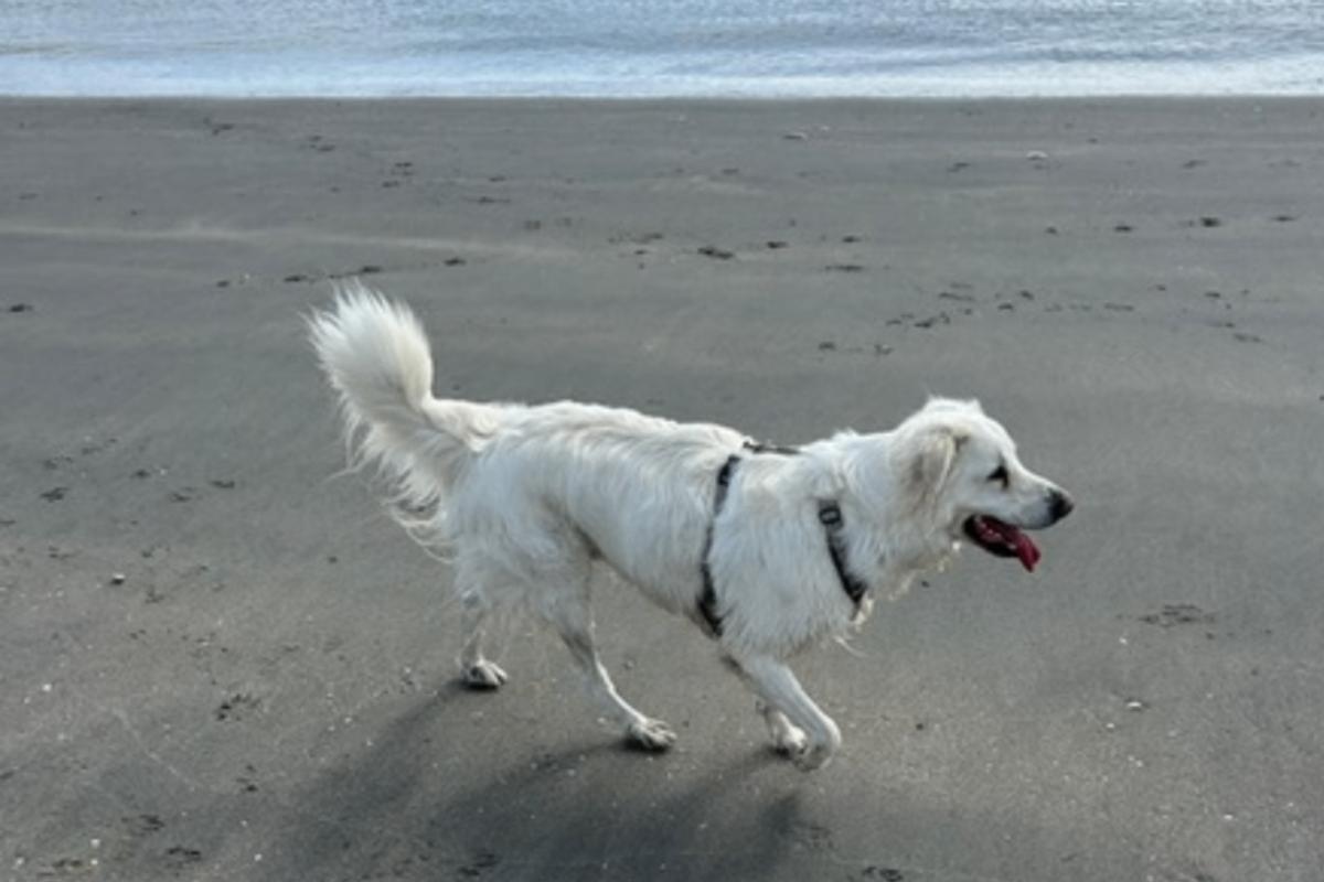 Joep