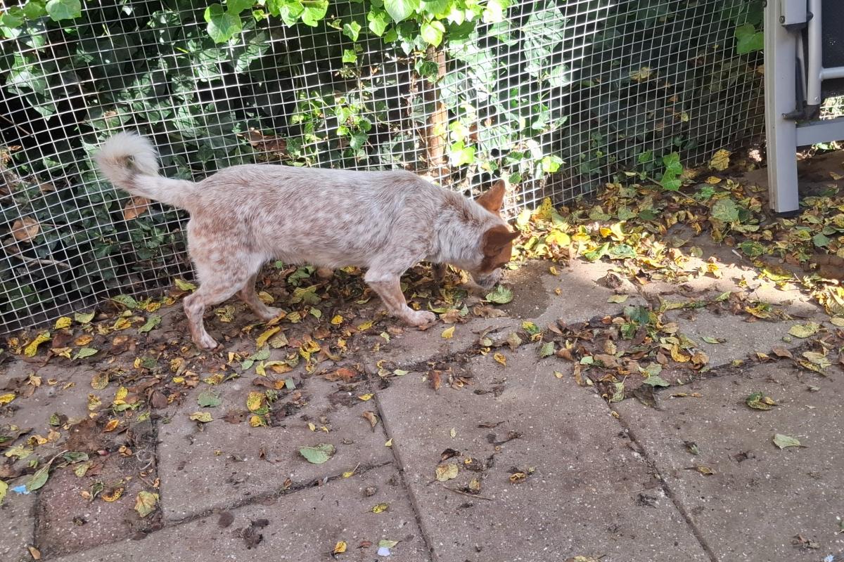 Max