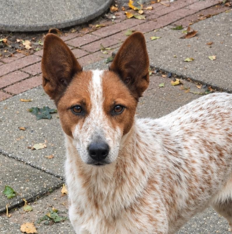 Max