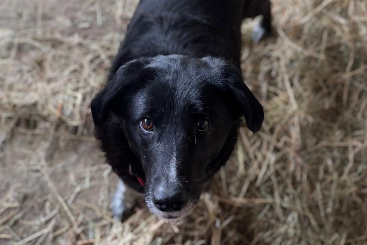Lucy