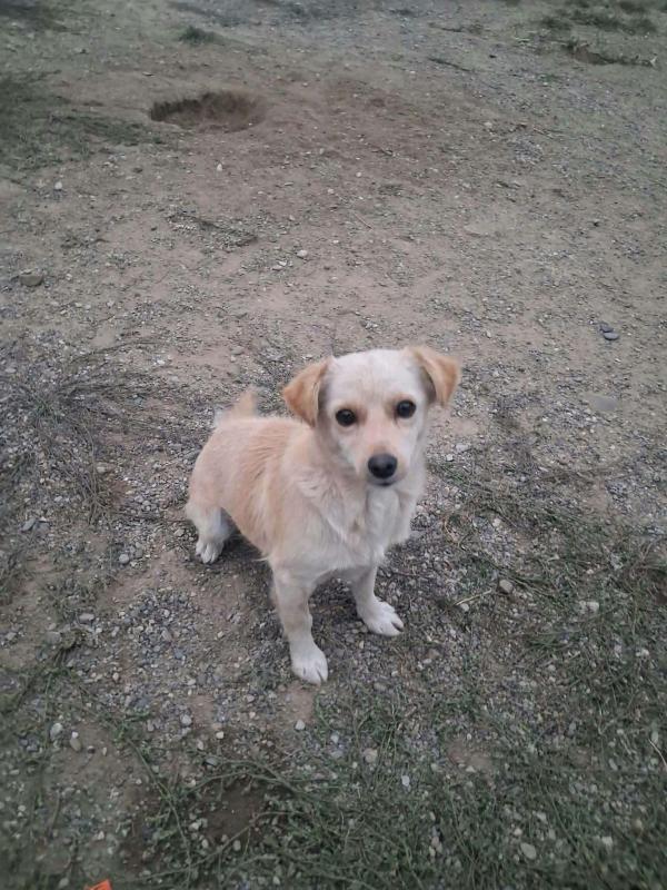 Zazou