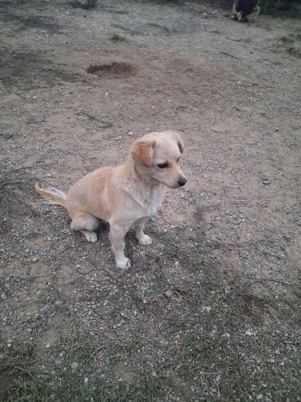 Zazou