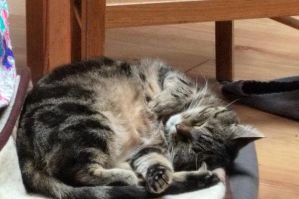 Choupette