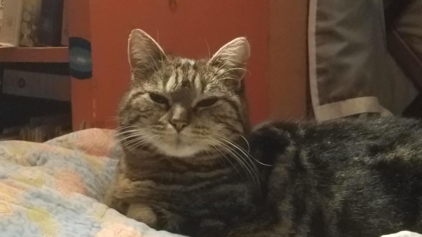 Choupette