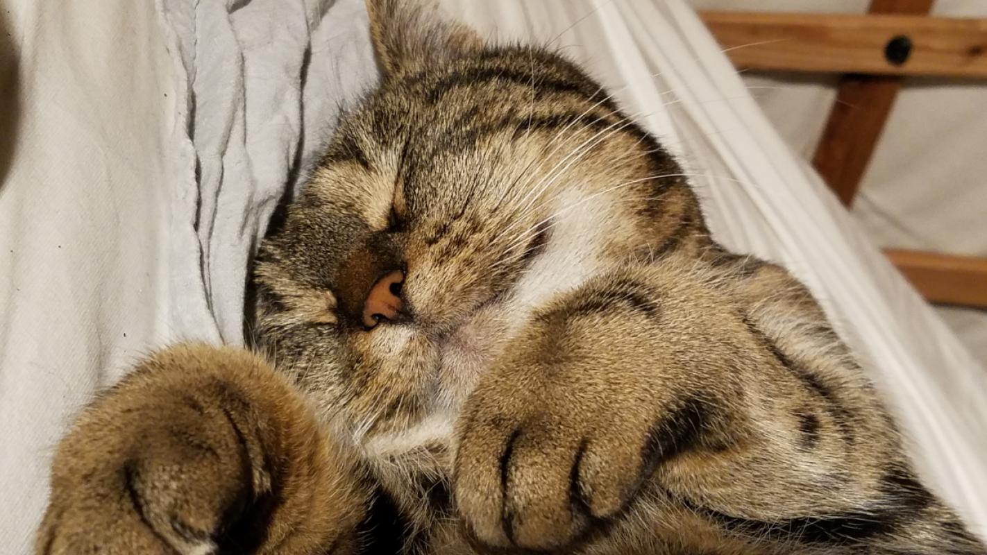 Choupette