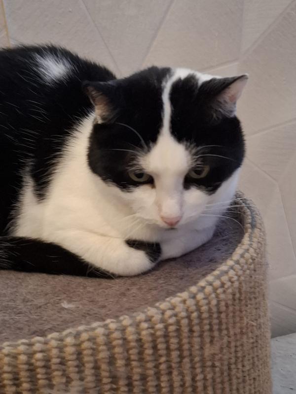 Holly