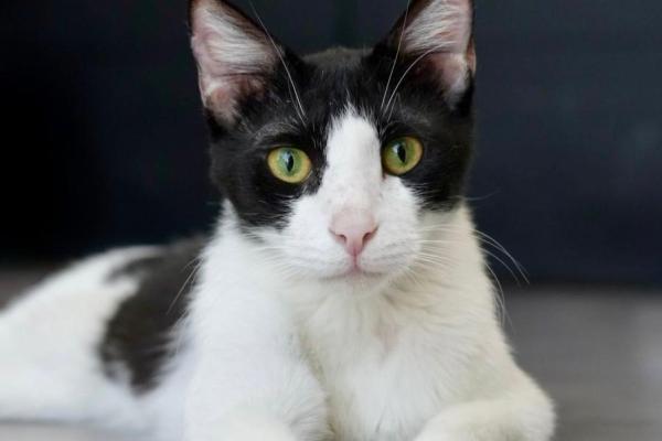 Sylvester