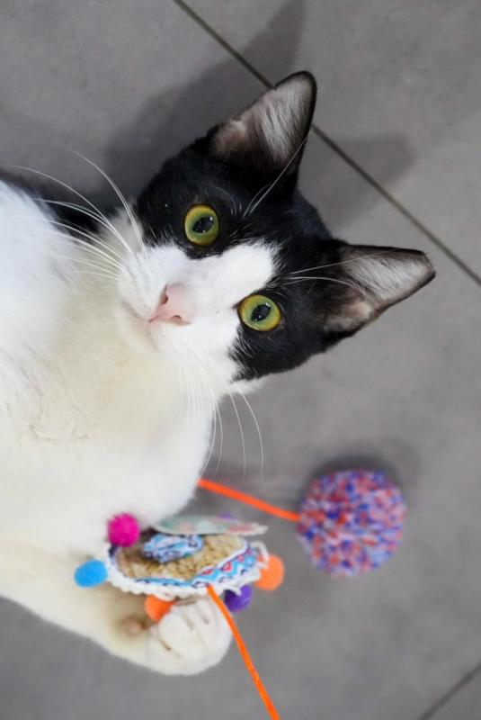 Sylvester