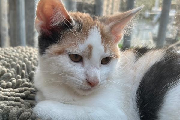 Lily