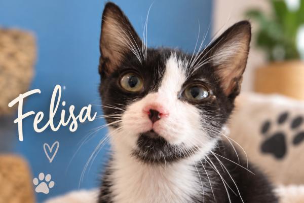 Felisa