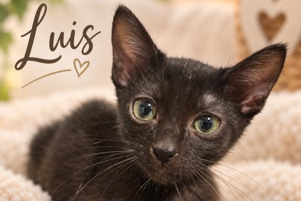 Luis