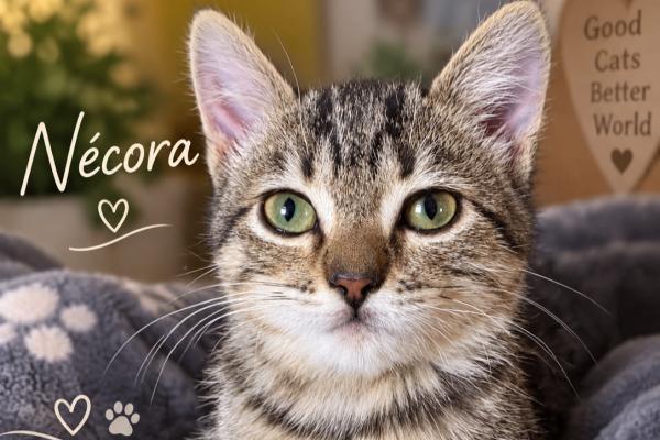 Nécora