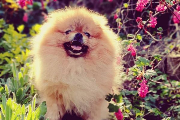Teddy